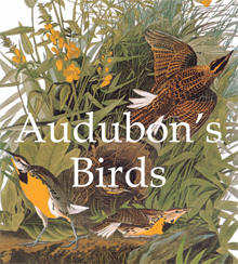 Audubon’s Birds