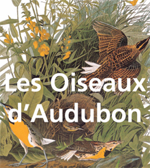 Audubon’s Birds